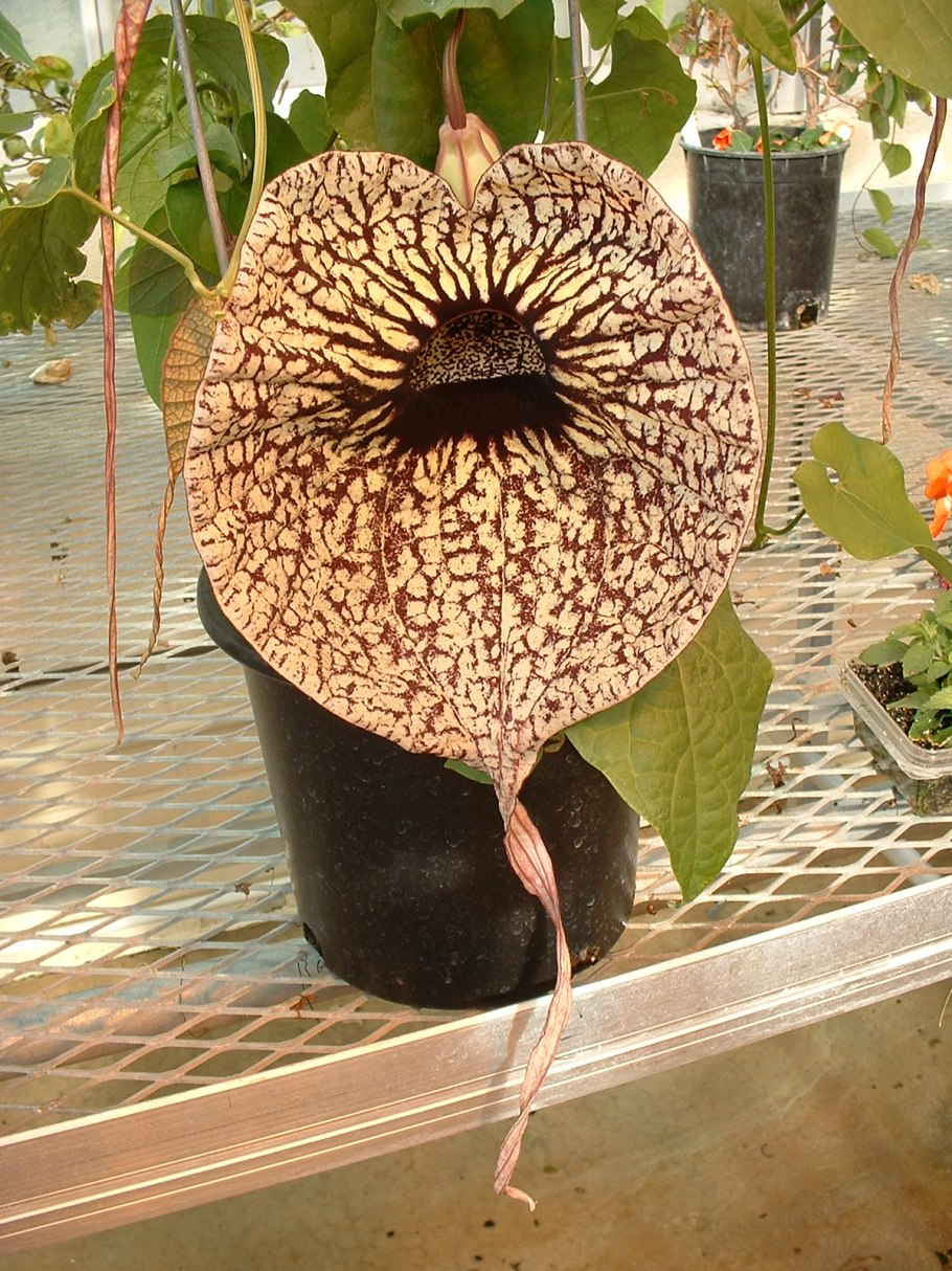 Аристолохия грандифлора