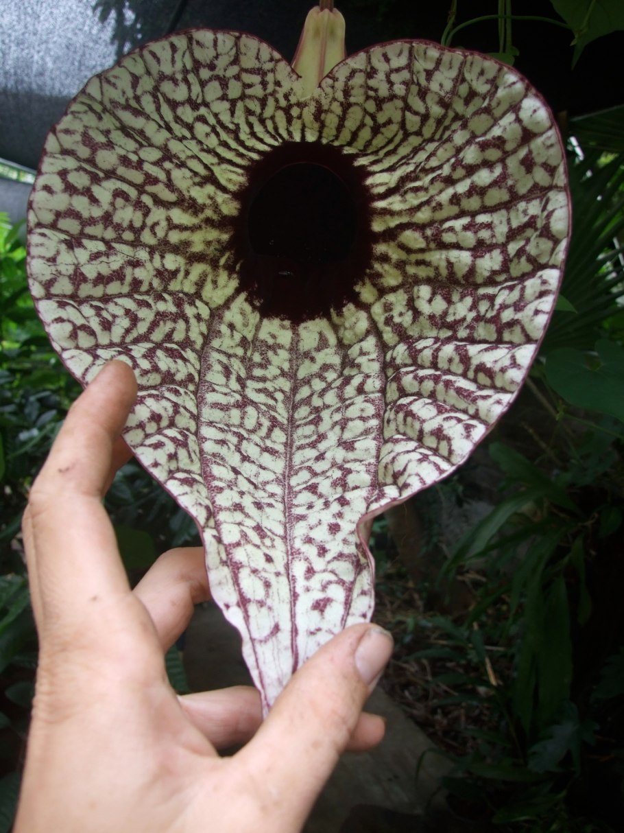 Аристолохия грандифлора