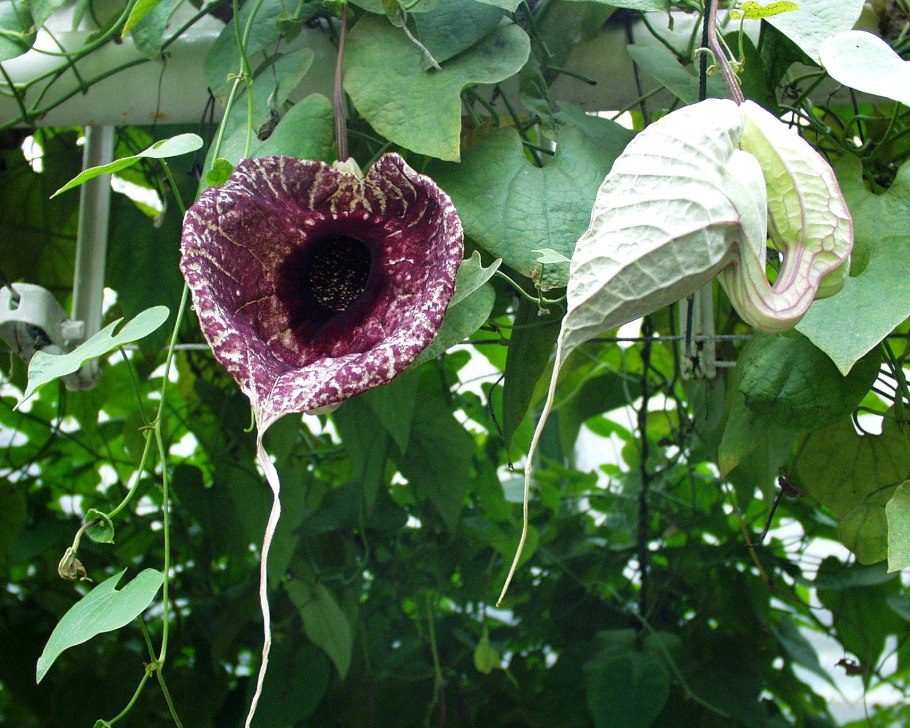 Аристолохия крупнолистная цветет