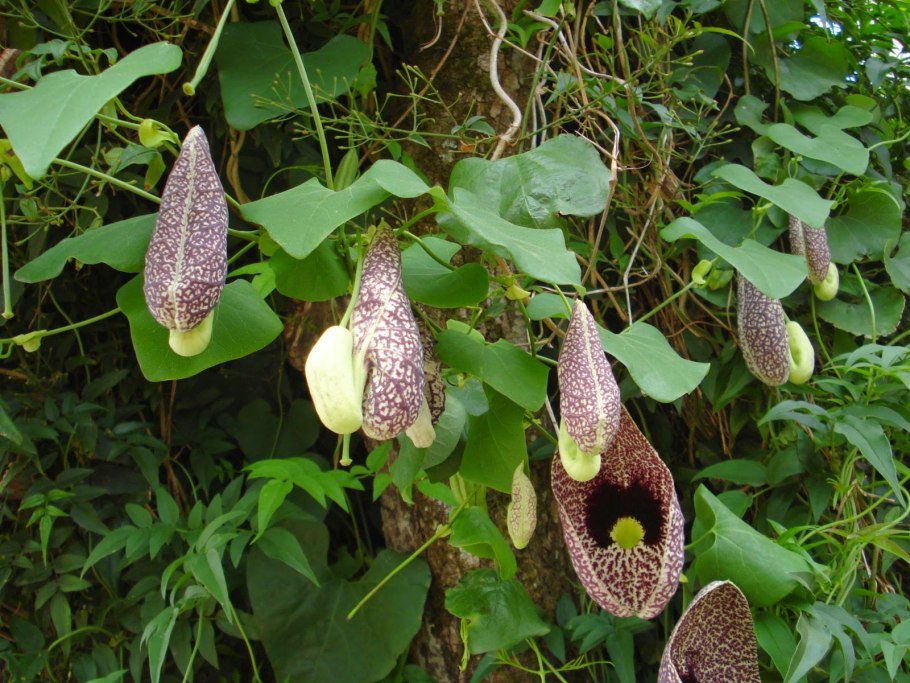 Аристолохия Элеганс