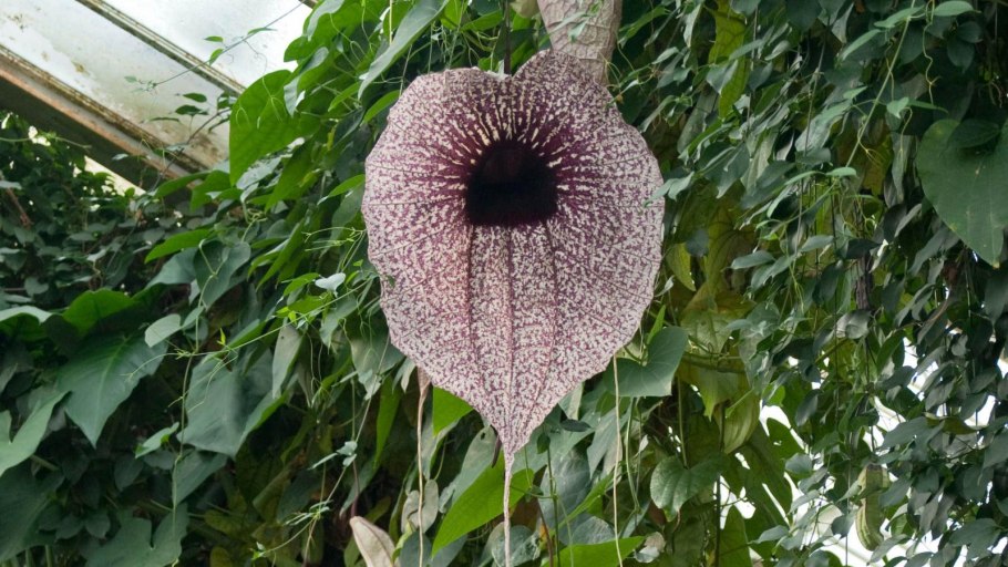 Аристолохия кирказон