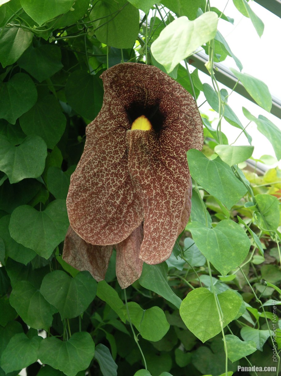 Растение-Пеликан Aristolochia grandiflora