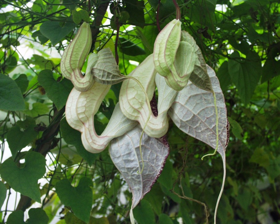 Aristolochia grandiflora