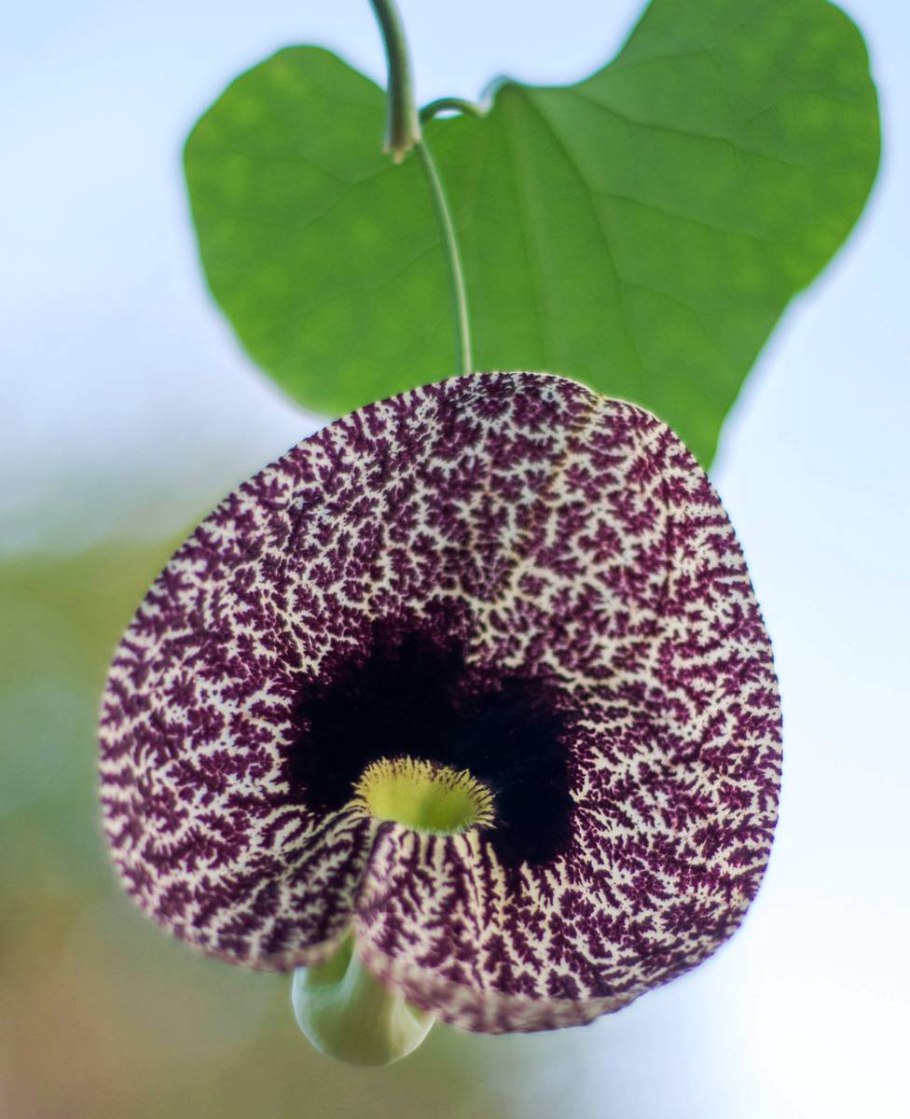 Аристолохия кевенсис