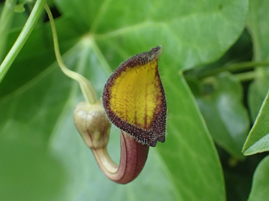 Aristolochia ringens