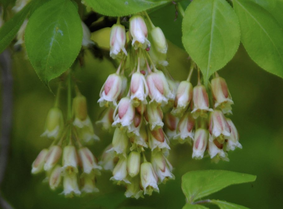 Клекачка перистая Staphylea pinnata