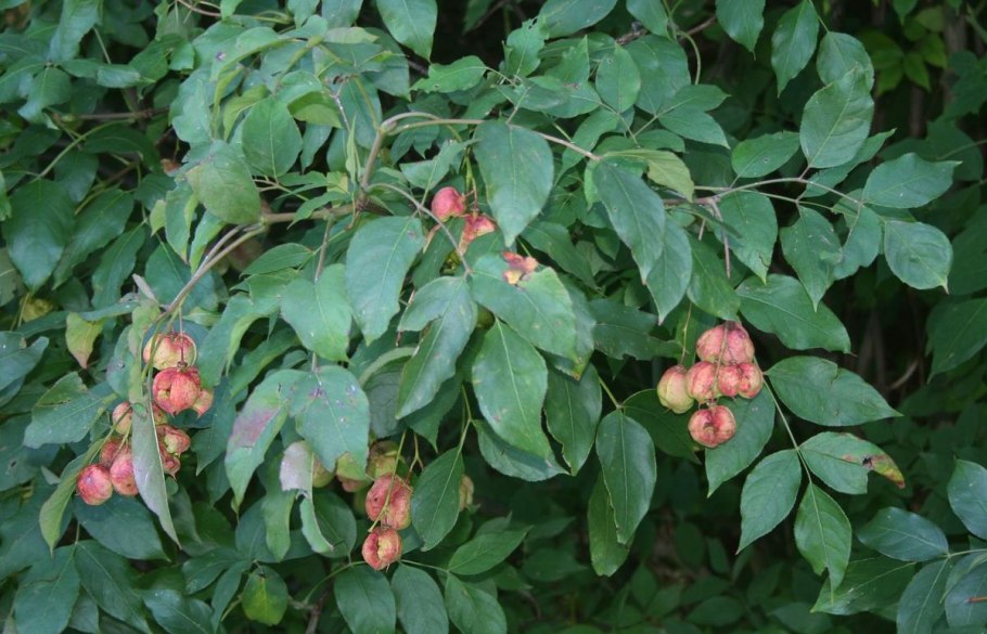 Клекачка трехлистная Staphylea trifolia