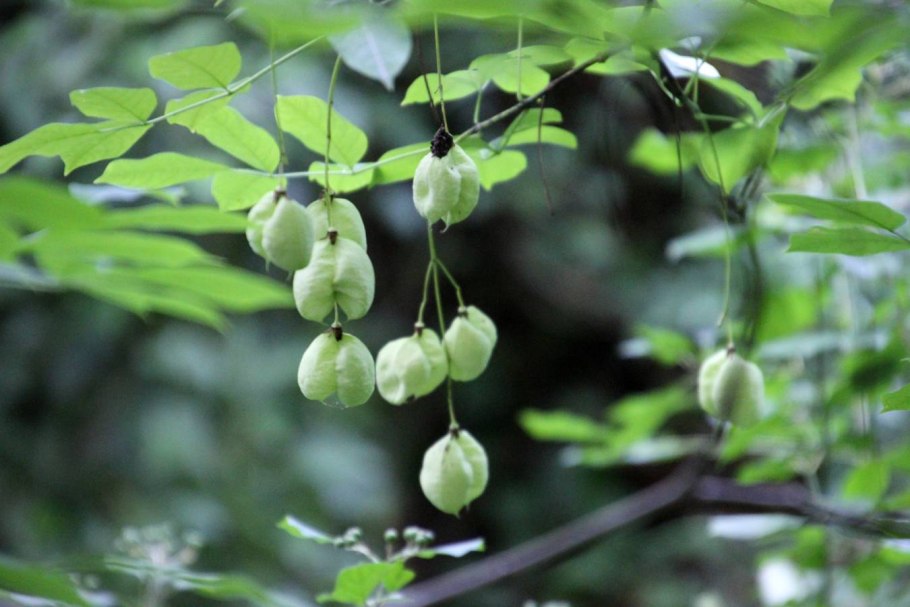 Staphylea bumalda