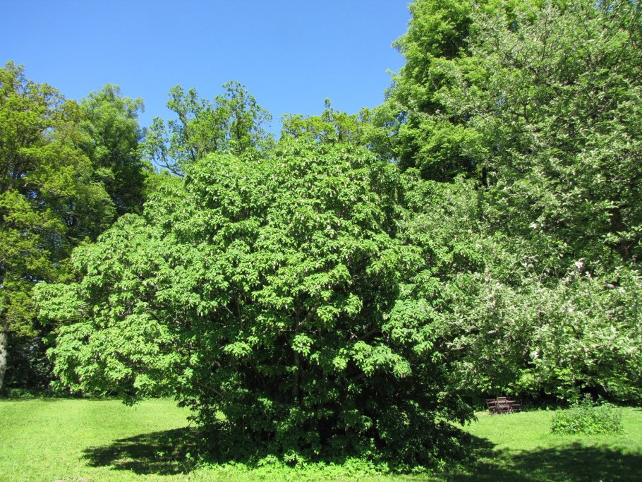 Клекачка перистая Staphylea pinnata