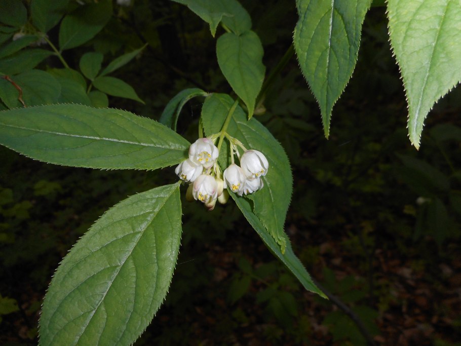 Staphylea pinnata дерево