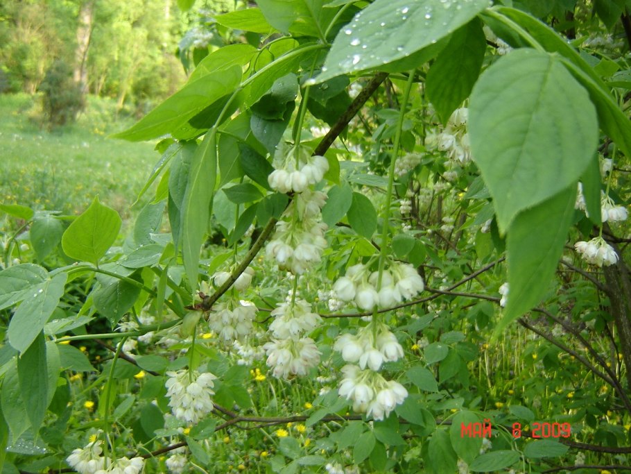Клекачка перистая staphylea pinnata