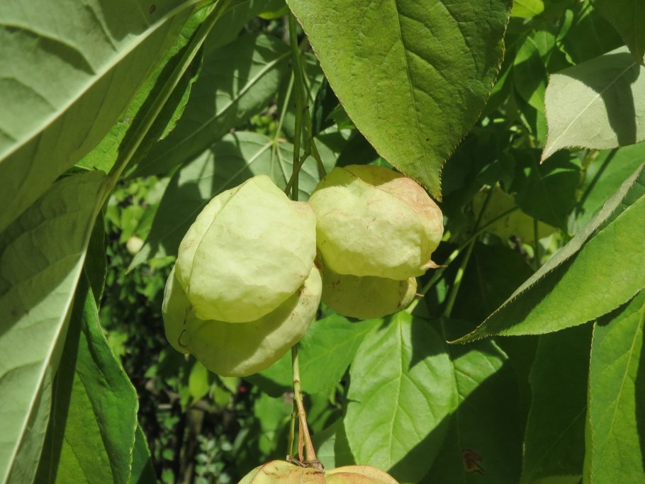 Staphylea colchica