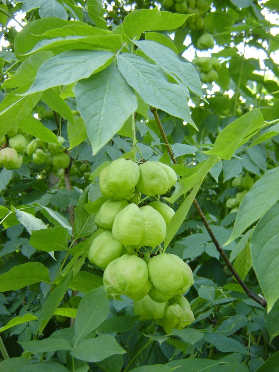 Клекачка перистая