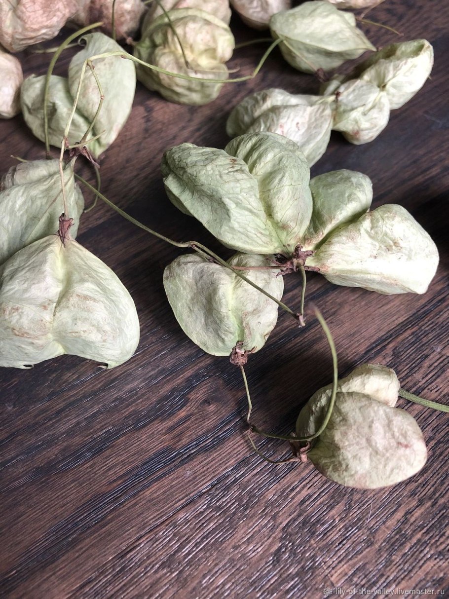 Клекачка перистая Staphylea pinnata