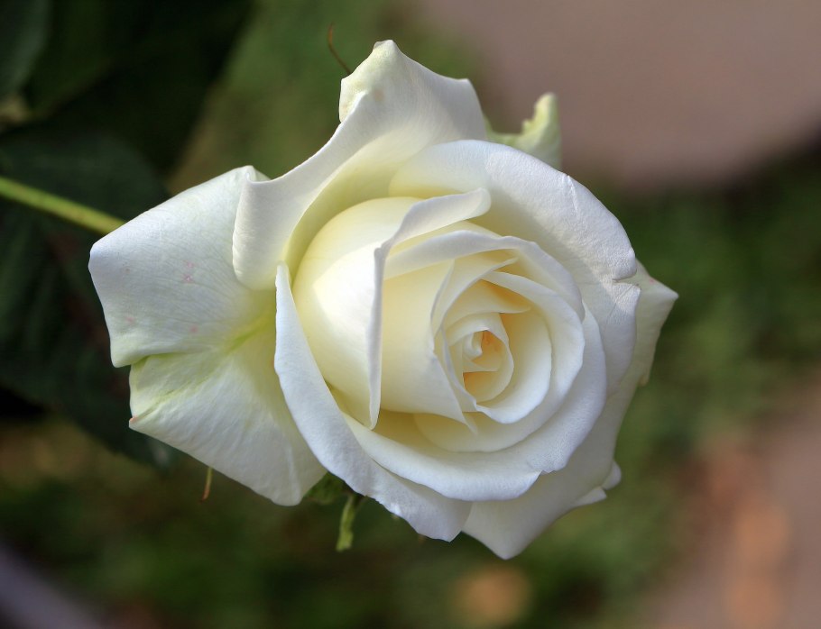 Роза Вайт Роуз