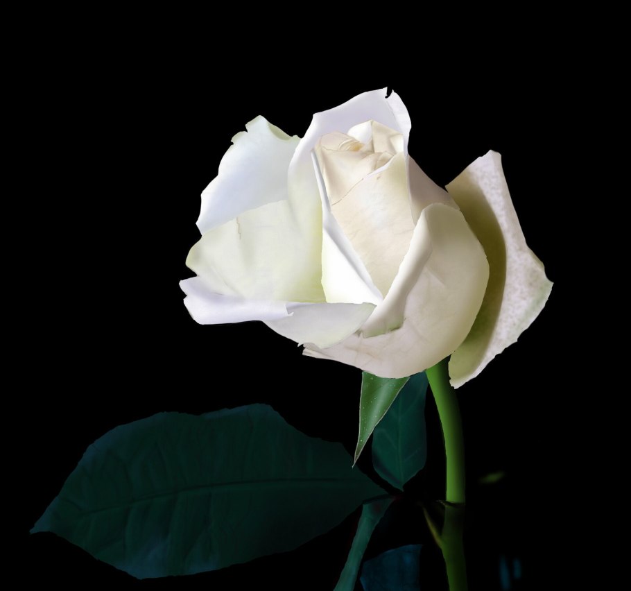 Роза Вайт Грин