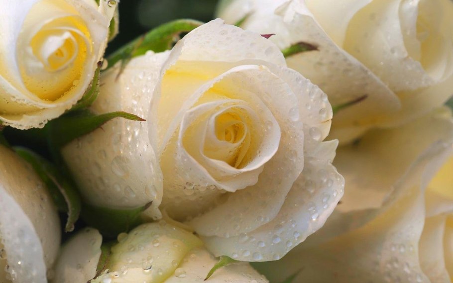 Роза Вайт Роуз