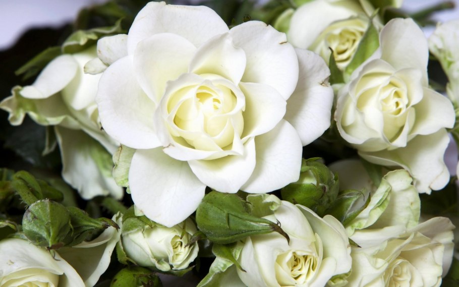 Чайно гибридные роза белый лебедь