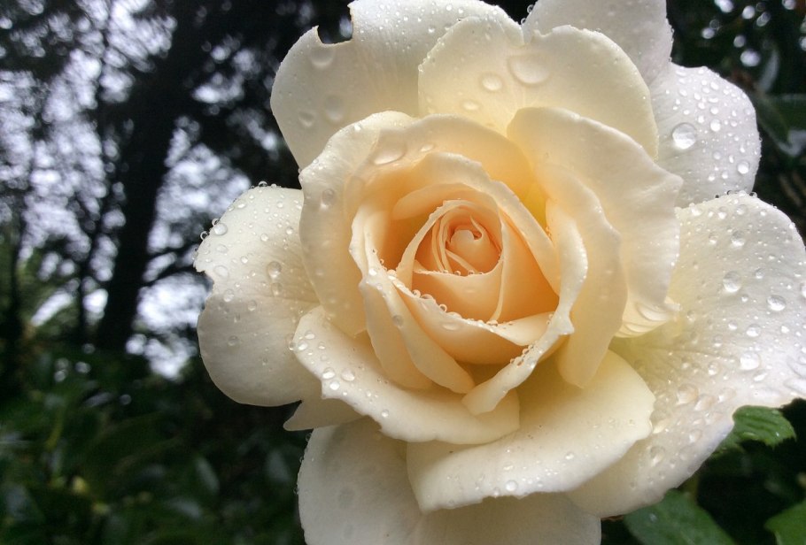 Белоснежные розы