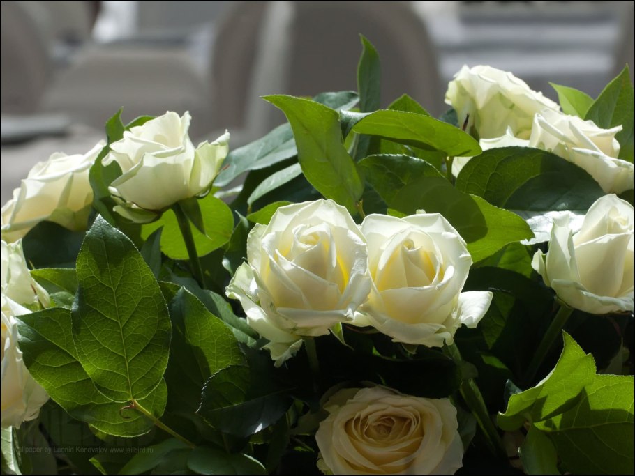 Шикарные белые розы