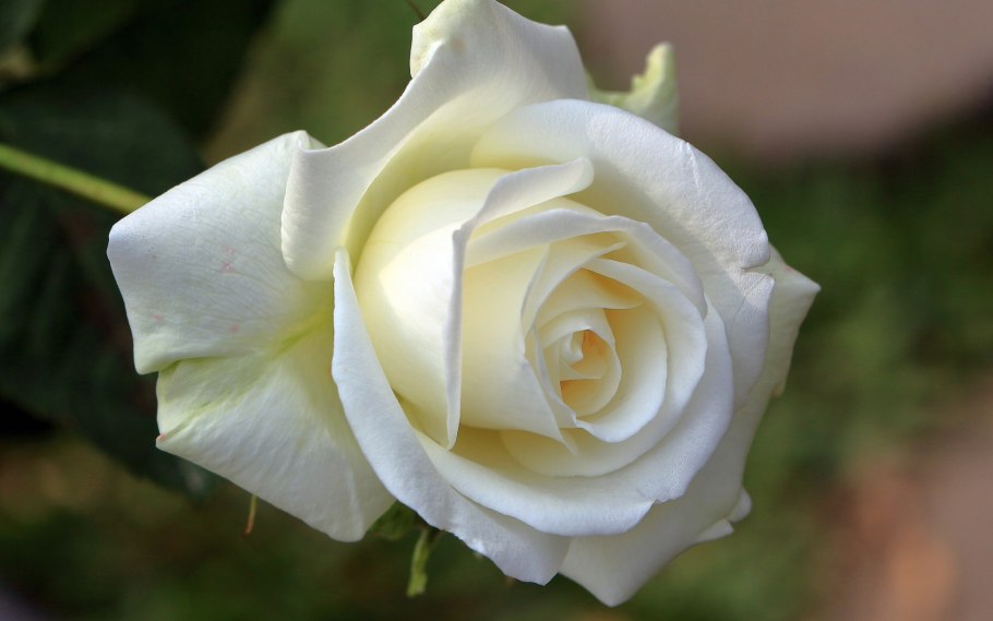 Розы в капельках воды