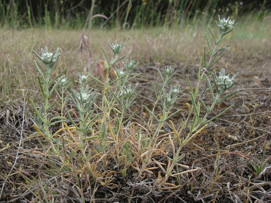Полынь обыкновенная чернобыльник