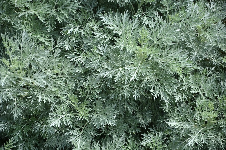 Полынь горькая цветы