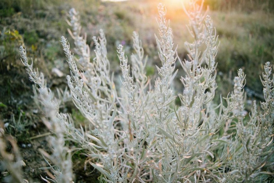 Artemisia leucophylla