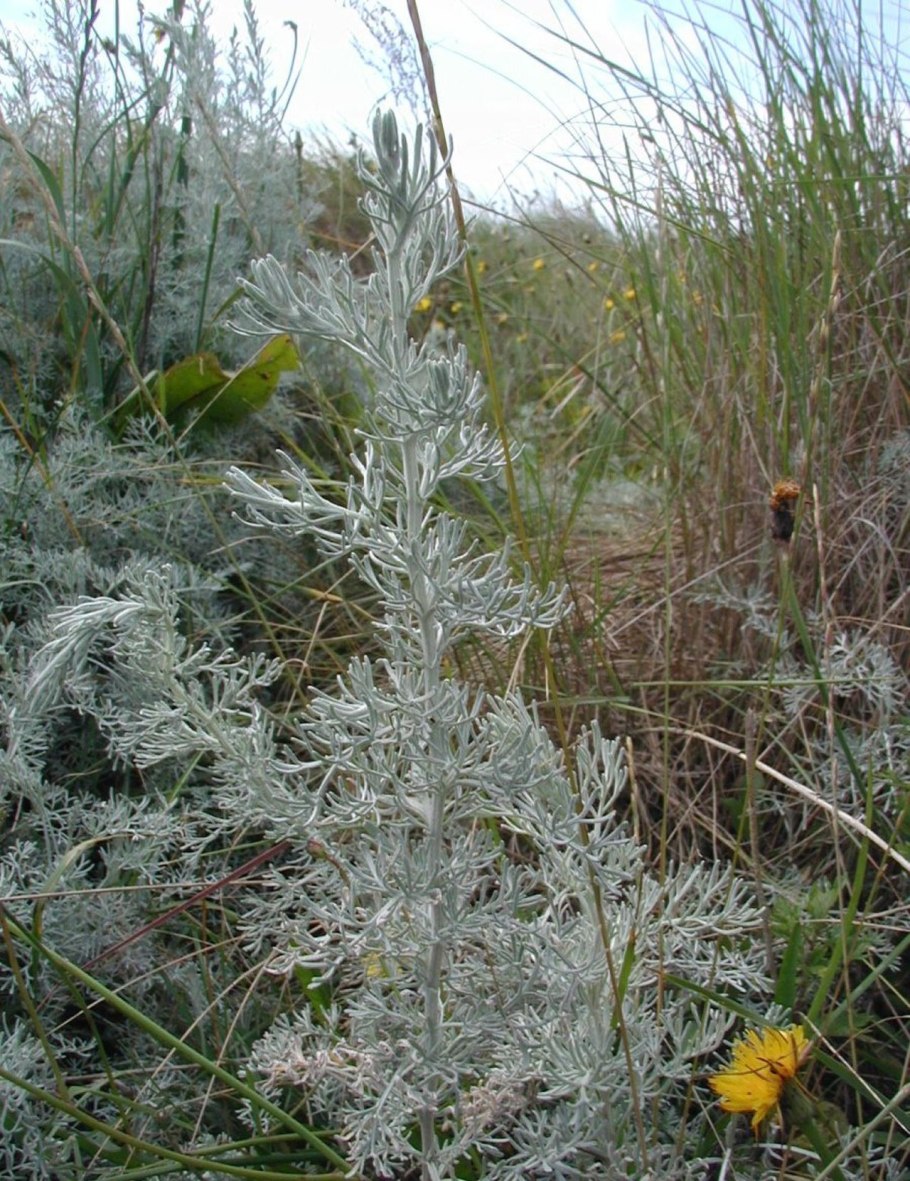 Полынь горькая (Artemisia absinthium)