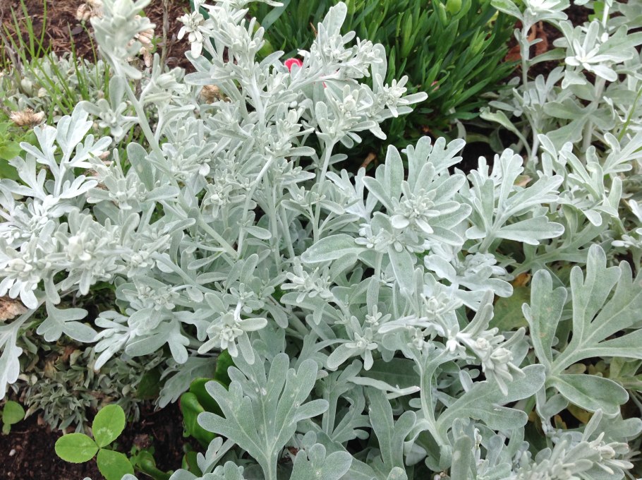 Полынь Artemisia absinthium