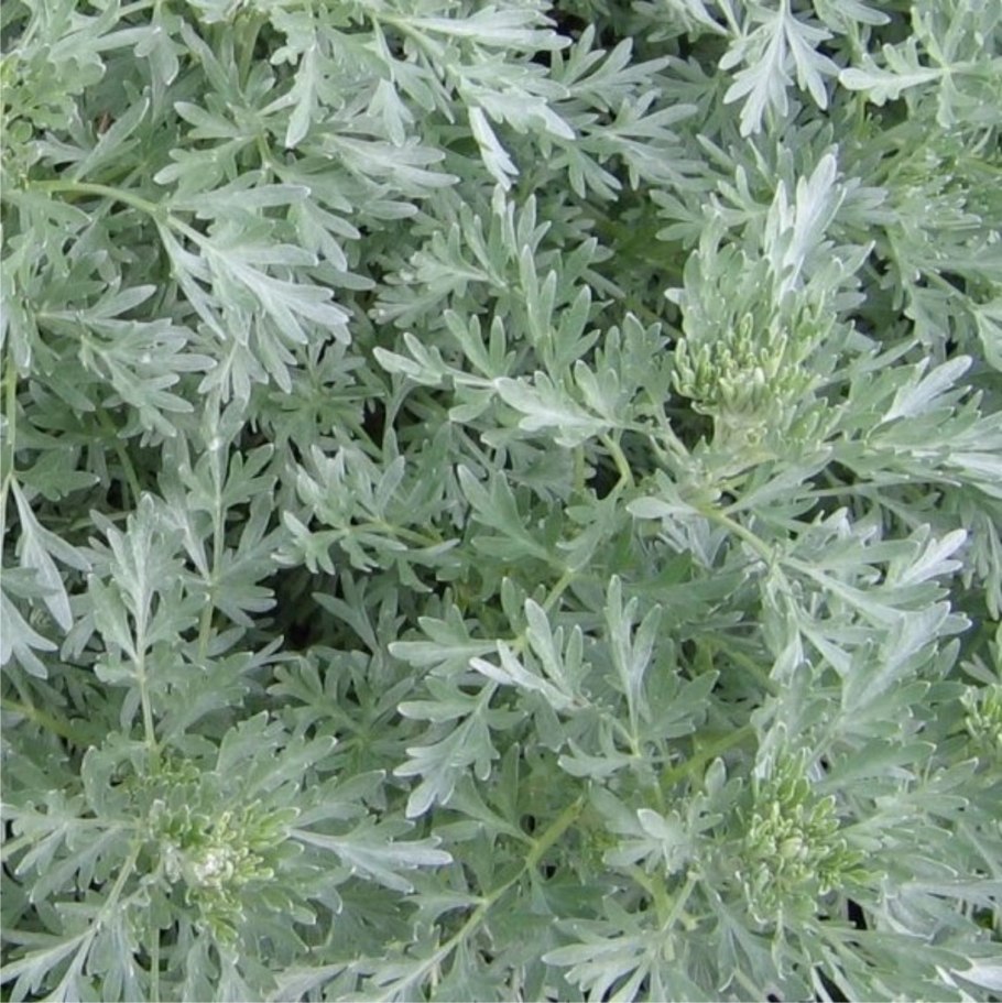 Полынь древовидная 'Powis Castle'