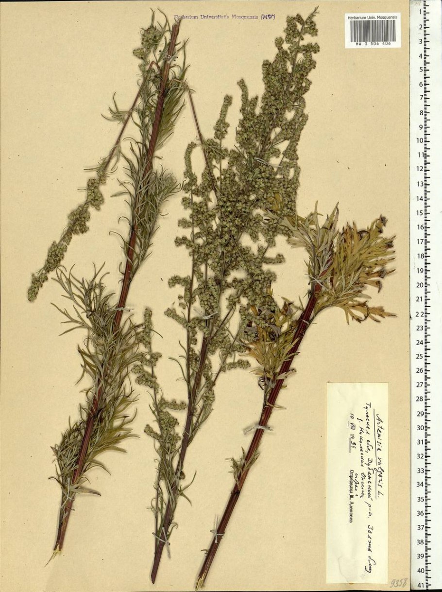 Полынь обыкновенная