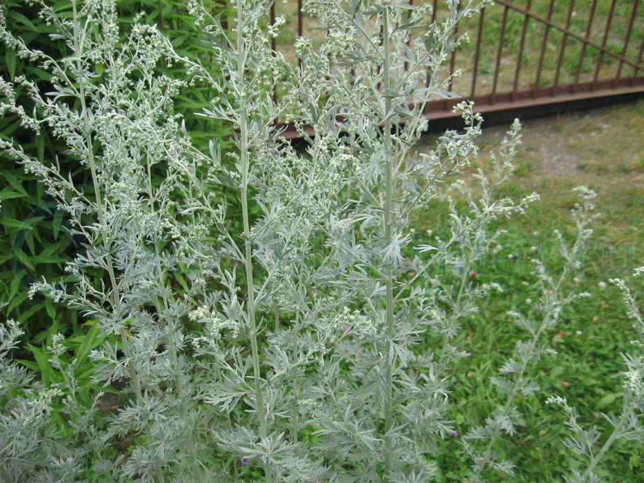 Полынь горькая (Artemisia absinthium)