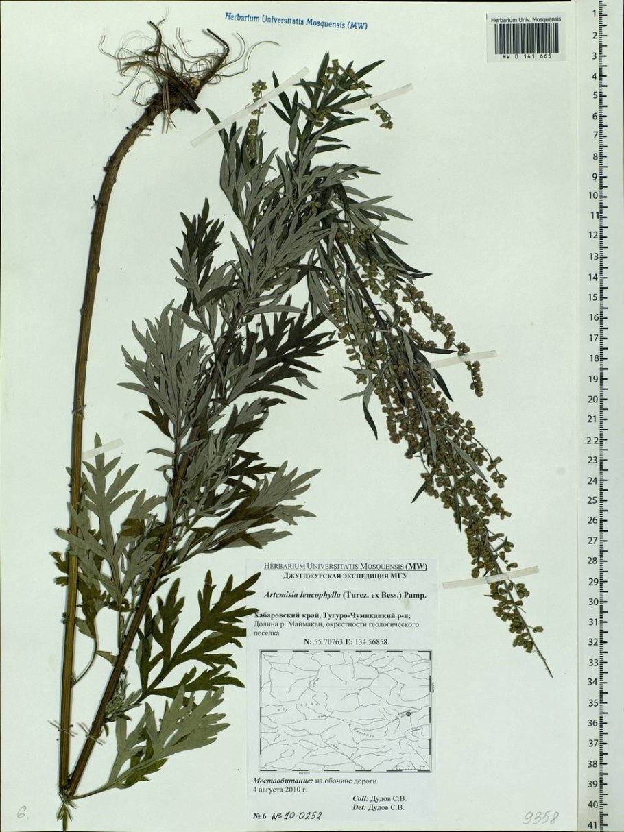 Artemisia selengensis Turcz