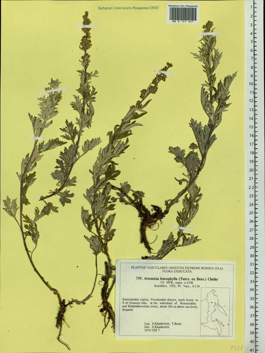 Artemisia leucophylla