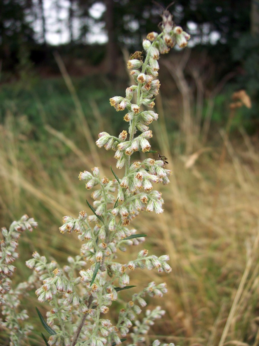 Полынь горькая Ламбрук Сильвер