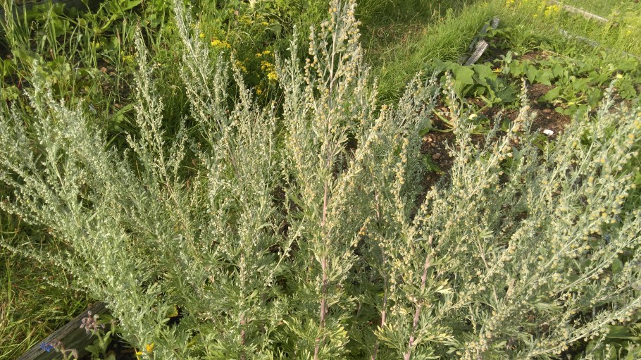 Полынь пахучая