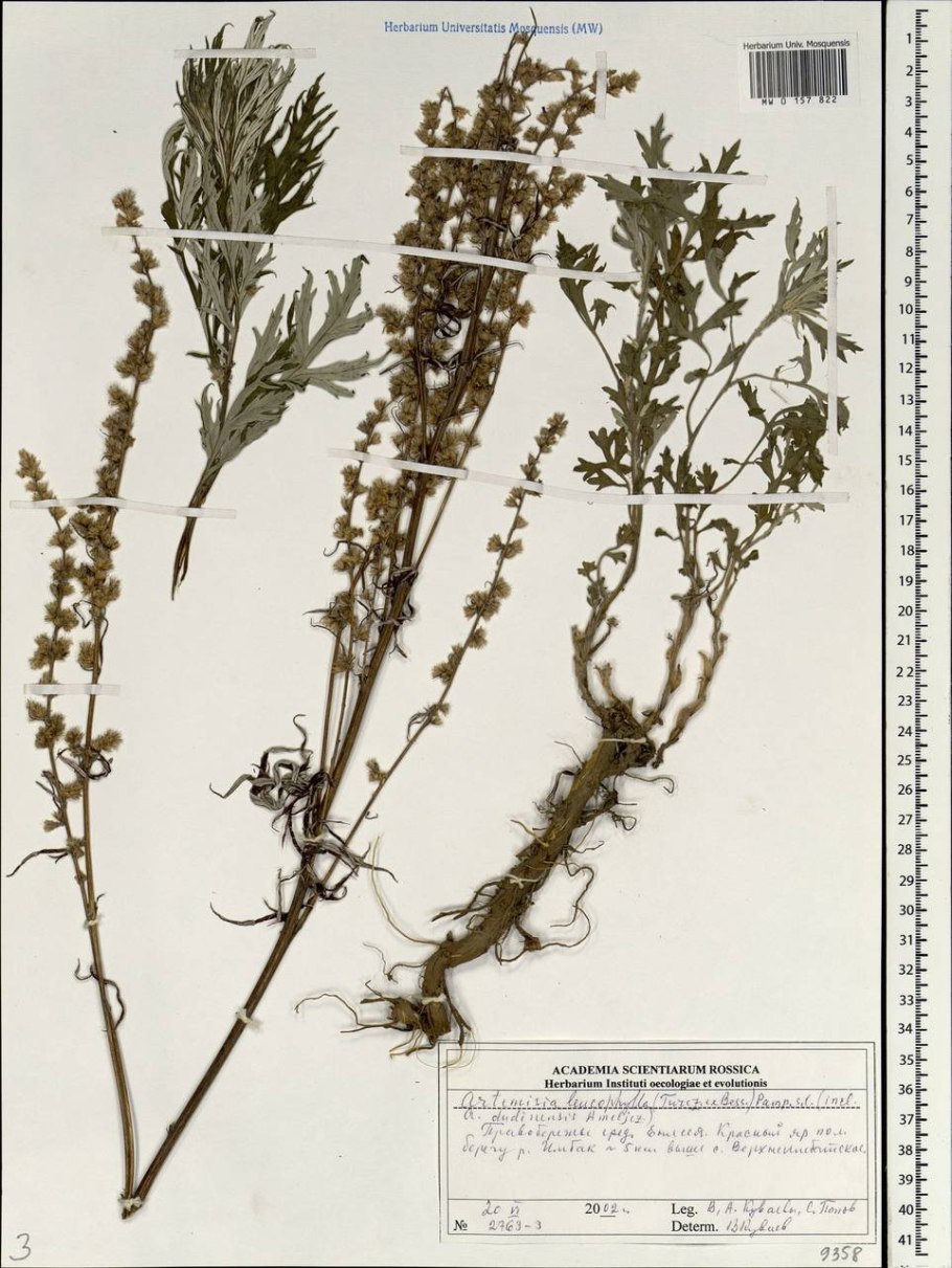 Artemisia leucophylla