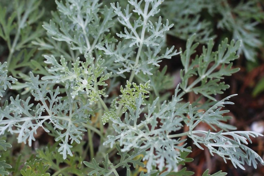 Artemisia leucophylla
