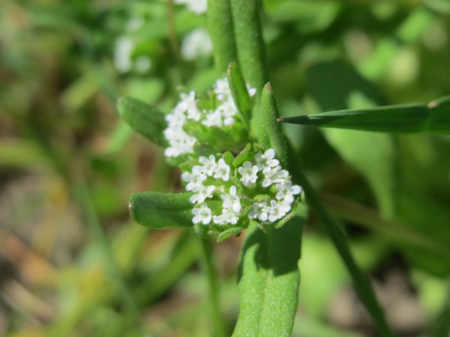Валерианелла зубчатая