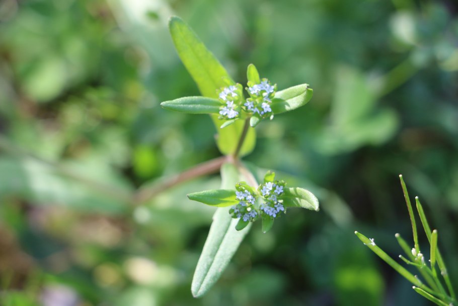 Валерианелла колосковая