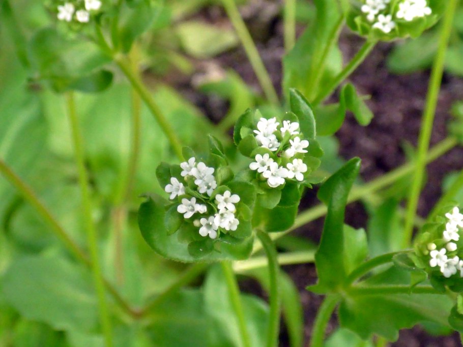 Валерьянница всходы