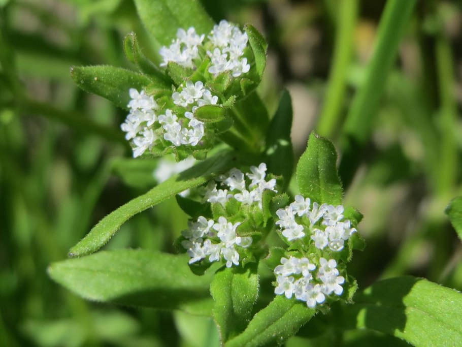 Валерианелла Огородная