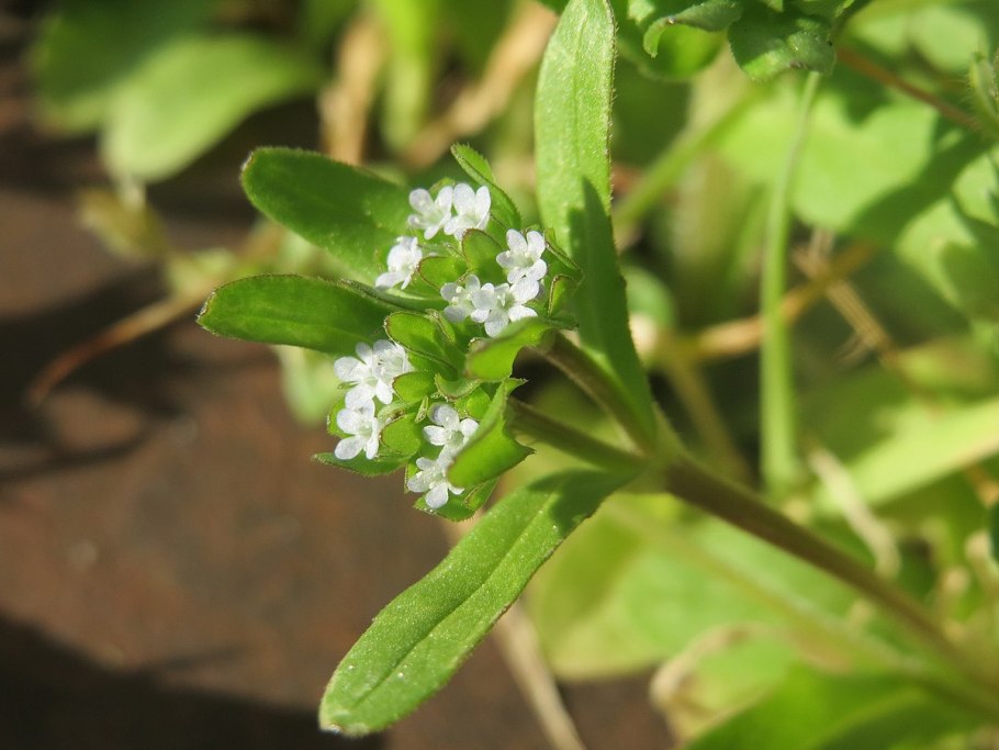 Valerianella pumila