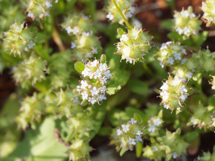 Валерианелла Полевая как сорняк