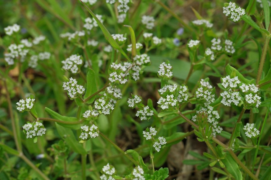 Валерианелла зубчатая