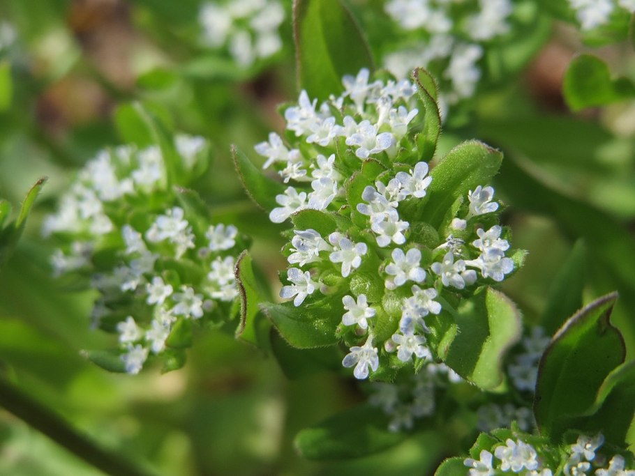 Валерианелла серповидная