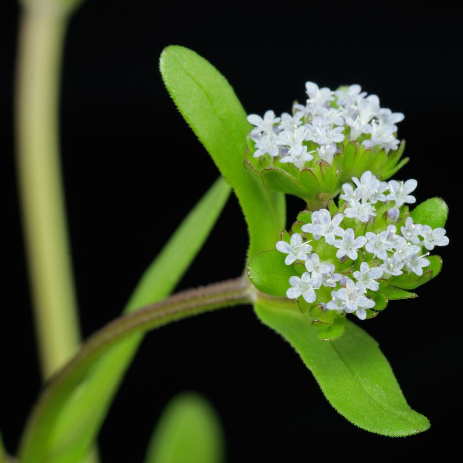 Валерианелла серповидная