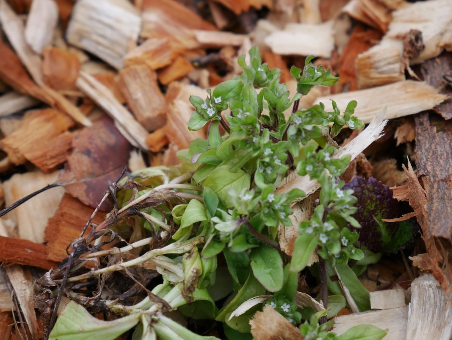 Валерианелла маленькая