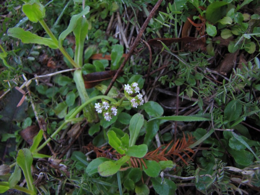 Валерианелла Огородная сканворд